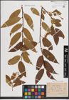 Foto von Salix fragilis L.